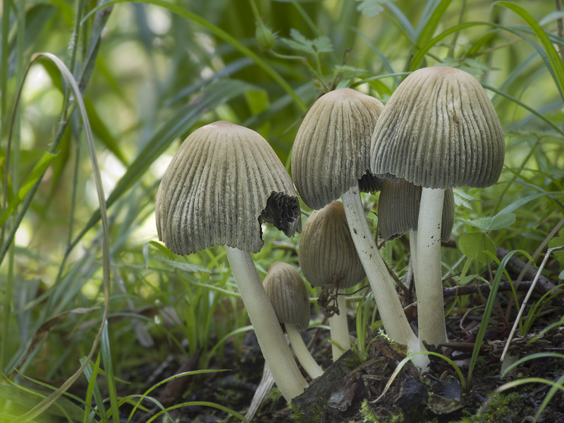 Coprinellus silvaticus